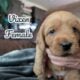F2 mini labradoodle puppies