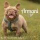 French Bulldog Frenchie Beautiful Blue & Tan Boy