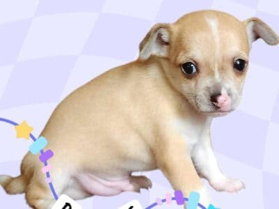 Male Chihuahua Puppy