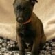 7 Malinois Puppies for Sale