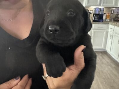 Puppies needs a home!