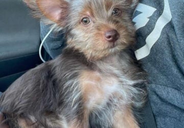 Yorkie Puppy