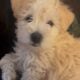 Schnoodles puppies for sale