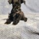 Mini Schnauzers
