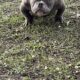 American bully pups micro