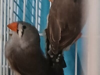 Young zebra finches available and more on the way