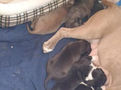 Blue Nose Pit Puppies