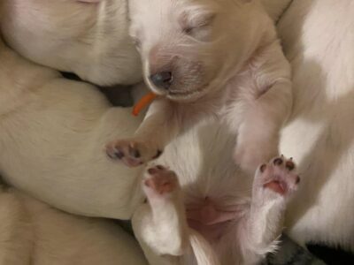 Coton De Tulear Puppies!!!