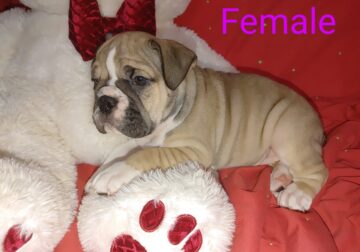 Olde ENGLISH BULLDOGGE Puppies