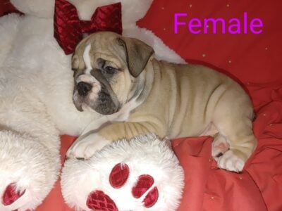 Olde ENGLISH BULLDOGGE Puppies