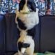 AKC English Springer Spaniels Champion Bloodlines