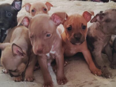 AMERICAN BULLY PUPPIES