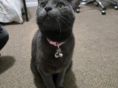 Selling my cat