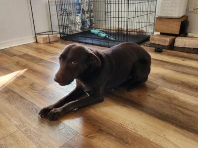 New home needed for chocolate lab