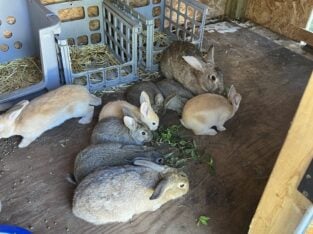 Dewlap ears bunny