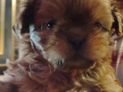 AKC shih tzu puppy’ looking for there forever home