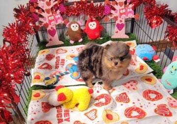 Merle pomeranian
