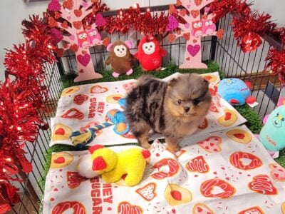 Merle pomeranian