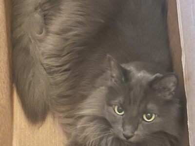 Sweet senior cat needing a loving home