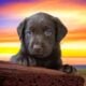 AKC Labrador Retriever