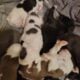 Blue nose pits