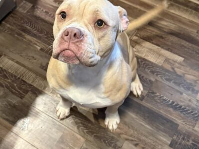female pocket bully