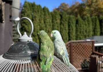 Sweet, Young Parrotlets for adoption