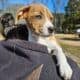 Australian Shepherd/Boxer Mix Puppies