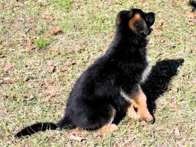 Red and Black German Shepherds