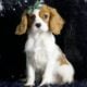 Bear AKC Cavalier