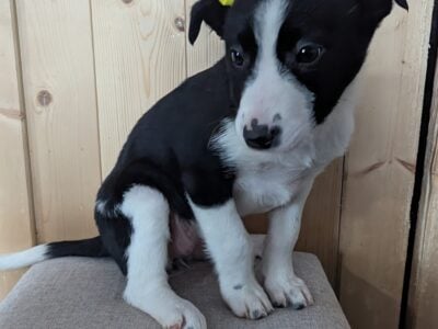 Border Heeler puppies