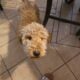 Golden Doodle puppy