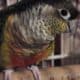 Yellow sided Conure