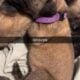 AKC MASTIFF PUPPY