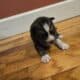Akc siberian huskies
