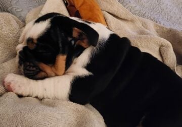 10wk old Female English Bulldog