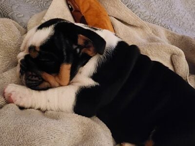 10wk old Female English Bulldog