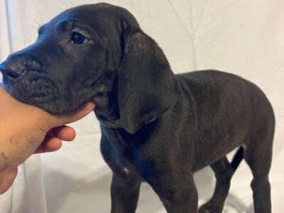 black danes