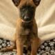 7 Malinois Puppies for Sale