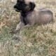 AKC MASTIFF PUPPY