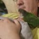 Yellow sided Conure