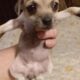 full blood Chihuahua pups