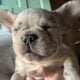 AKC French Bulldog – Merle Girl