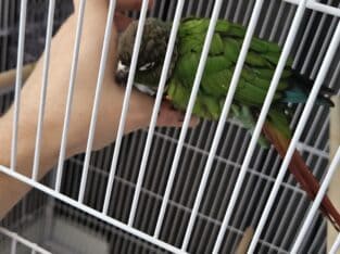 Cage and Conure