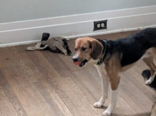 Rin Australian Shepherd Beagle mix Rehome