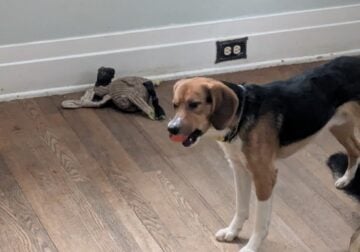 Rin Australian Shepherd Beagle mix Rehome