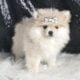 Snow white AKC Pomeranian