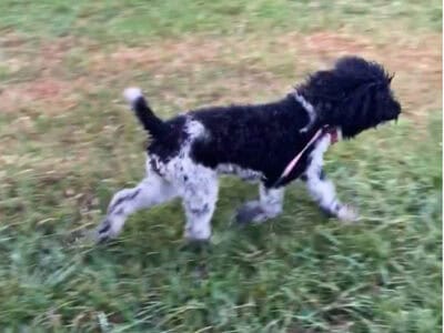 Standard poodle black white female