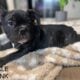 AKC Lilac Merle & Brindle French Bull Dog Puppies
