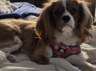 Cavalier puppy for sale